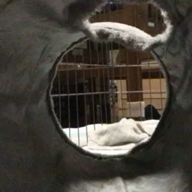 今日の小梅ちゃんの画像