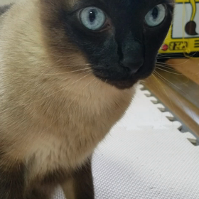 けんちゃん…の画像