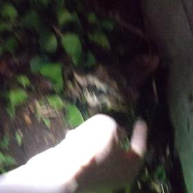 ルピ子がハナチャンに懐くの画像