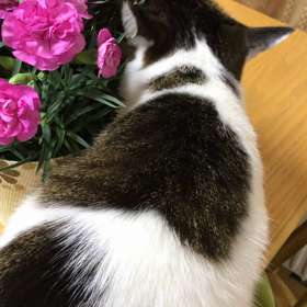 カーネーションの置き場所は…の画像