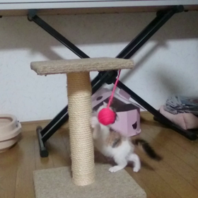 ひとり遊び2の画像