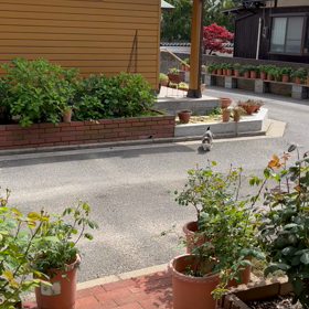 散歩ネコの画像