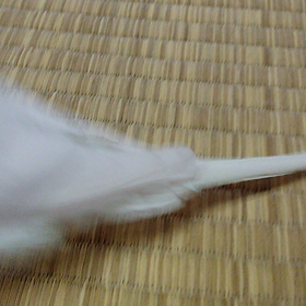 今朝のぴーちゃんの画像