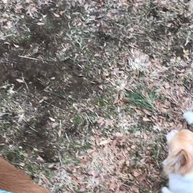 ♪お散歩動画♪代々木公園♪の画像