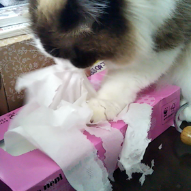 「猫の日」のはずですが・・・？の画像