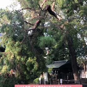 台風の爪痕。の画像