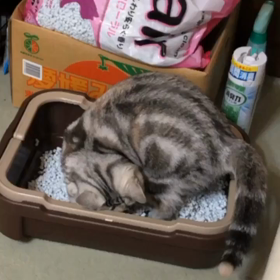 トイレが小さくなってきたの画像