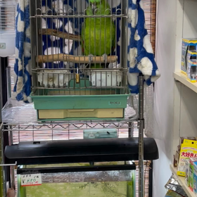 緑ちゃんの画像