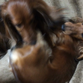 マロン怪獣  動画ありの画像