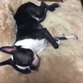 すやすや...の画像