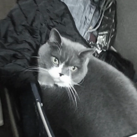 また乗ってるの画像