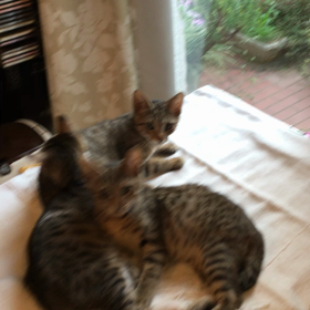 甘えているのネ♪の画像