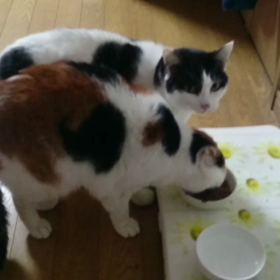 食事風景の画像