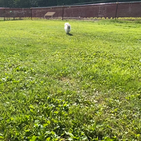 たんばらラベンダーパーク②の画像