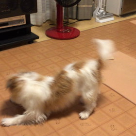 今日のココのんの画像