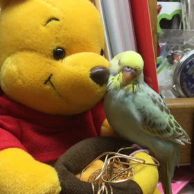 うちのトトの画像