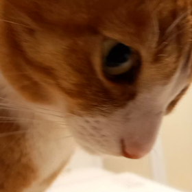 こんにゃろ。にゃ。の画像