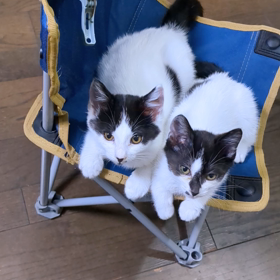 子猫を返せ???の画像