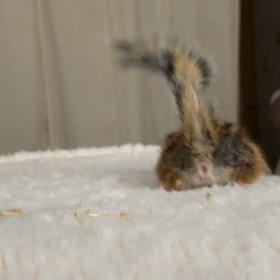 シマリスのストレッチ♪の画像