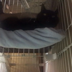 武蔵くん点滴と強制給餌の画像