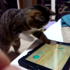 よも猫パンチフェスティバルの画像