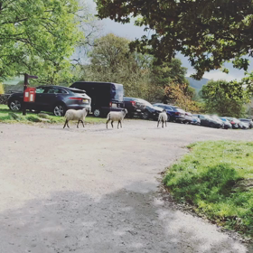 駐車場でヒツジ集合、これがイギリスの田舎。の画像