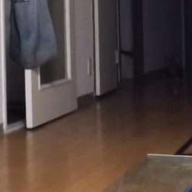 ミニピン　だるまさんがころんだの画像