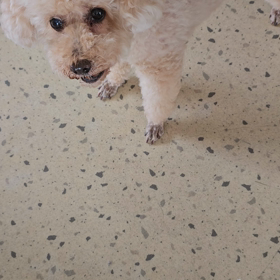 かわいいママさんなのですの画像