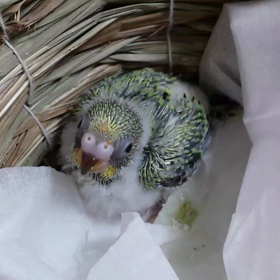 今日の雛の画像