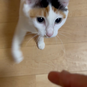 むすびちゃんの猫パンチの画像