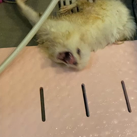 りぶくんの画像