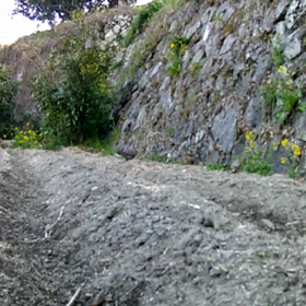 すぎぴたんの事件簿　シーズン２　２０１話（キジバトの日常）の画像