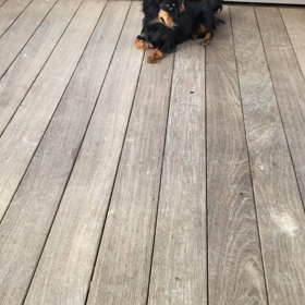 犬まみれのダッコちゃん(*^^*)の画像