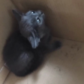 ゆきちゃん、大人になりましたの画像