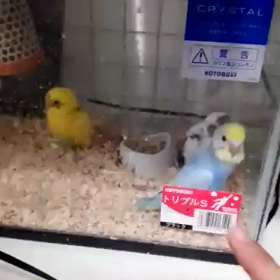 お迎え記念日の画像