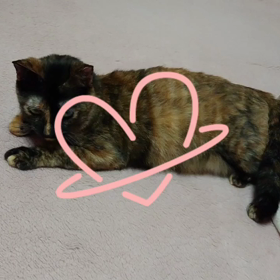 ﾆｬﾝｺﾊﾟﾜ―(*´∀`)♪の画像