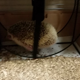 運動して、ダイエットの画像