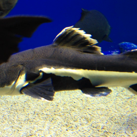 レッドテイルブラックシャークの画像