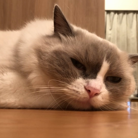 今日のハルさんの画像