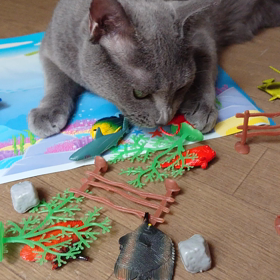 暑いから海の生き物達とお遊び中。お気に入りはイルカと伊勢海老の画像