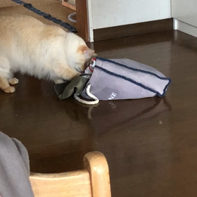 いたずら猫の画像