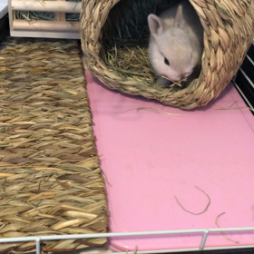 パール⑤の画像