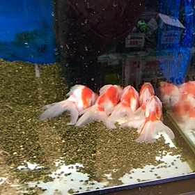寄り添う金魚たちの画像