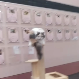 毛づくろいの画像