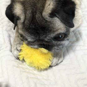 パグの戯れ。の画像