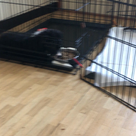 修行中の子犬の画像