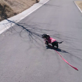 久しぶりのランラン♪の画像