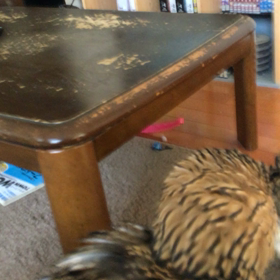 ルーナVSヴァンの画像