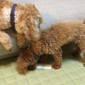 上から目線 (ᵔᴥᵔ)の画像