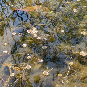 アリムタ単剤治療62回目の画像